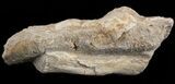 Mosasaurus Phalanx (Paddle Bone) - on Matrix #38524-1